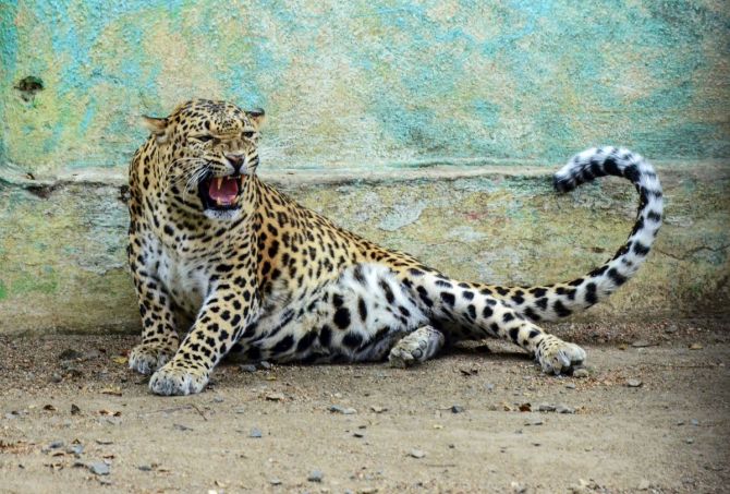 https://salarnews.in/public/uploads/images/newsimages/maannewsimage17092024_213330_30leopard.jpg