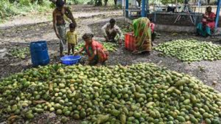 https://salarnews.in/public/uploads/images/newsimages/maannewsimage19062025_001024_mangoes.png