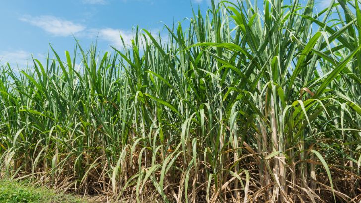 https://salarnews.in/public/uploads/images/newsimages/maannewsimage20092026_214806_sugarcane.jpg