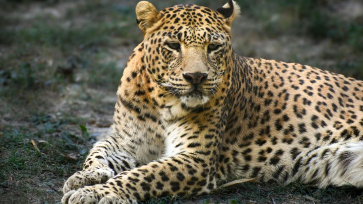 https://salarnews.in/public/uploads/images/newsimages/maannewsimage26072026_223629_leopard.jpg