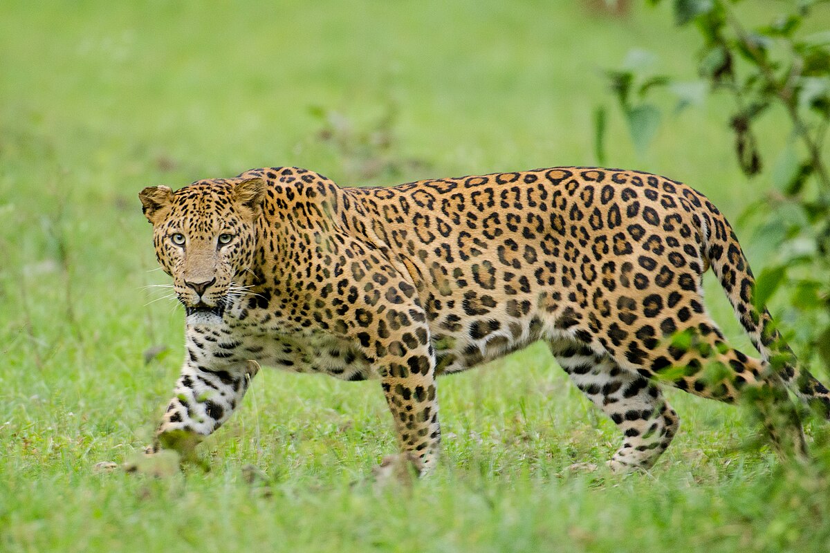 https://salarnews.in/public/uploads/images/newsimages/maannewsimage26112024_223651_leopard.jpg