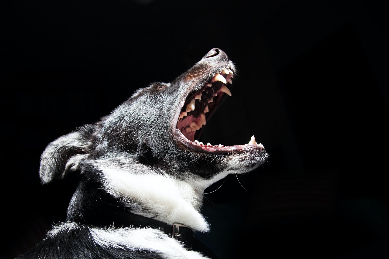 https://salarnews.in/public/uploads/images/newsimages/maannewsimage27052026_035311_maannewsimage01012026_214226_dog-8114738_1280.jpg
